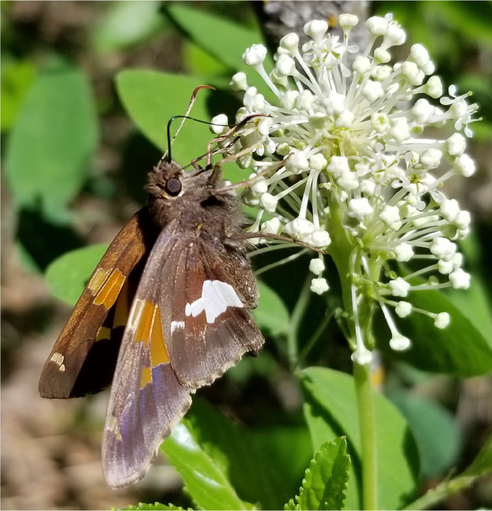 Epargyreus clarus (Silver-spotted skipper) nectaring on Ceanothus herbaceus (Narrow-leaved New Jersey tea), Mars Sand Hills, Manitoba, Henault.