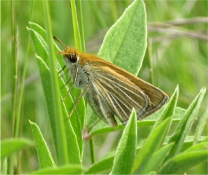 Adult endangered Poweshiek skipperling (Oarisma poweshiek) resting on a licorice plant. Henault tall grass prairie