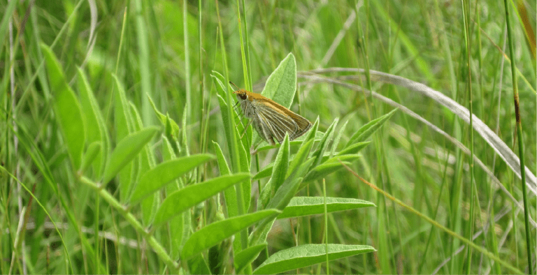 Poweshiek skipperling