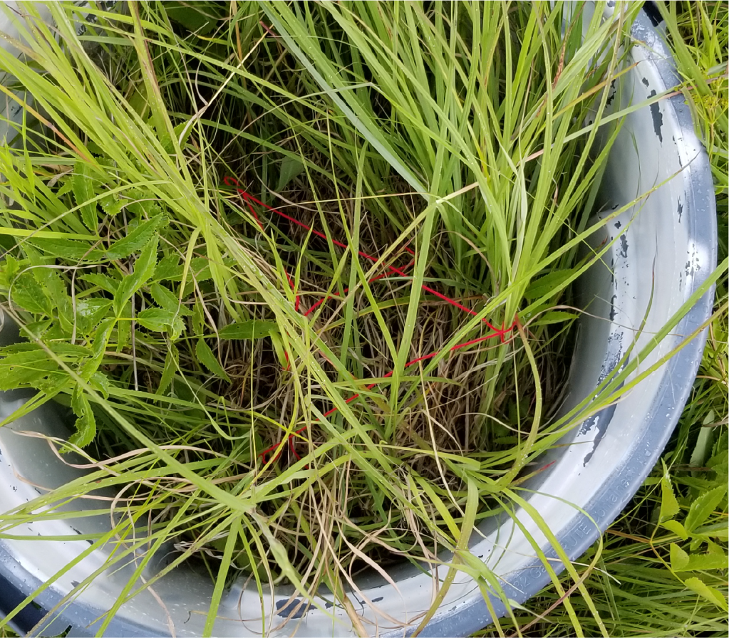 Oarisma poweshiek, larval foraging, prairie days presentation, Henault