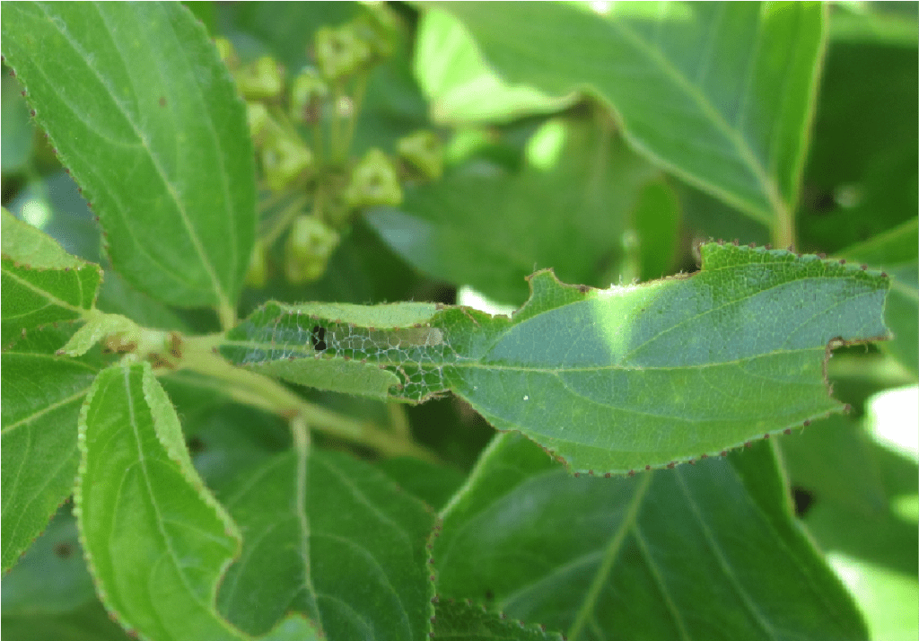 Mottled duskywing caterpillar in a leaf shelter (Narrow-leaved New Jersey tea). Henault, Erynnis martialis, Ceanothus herbaceus, larvae, host plant, shelter