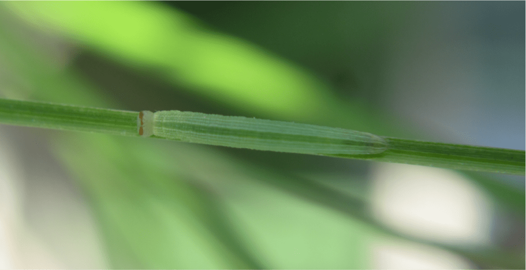 Caterpillar (Poweshiek skipperling, Oarisma poweshiek) on a Prairie dropseed (Sporobolus heterolepis) leaf, in an enclosure. Henault. host plant, endangered, foraging