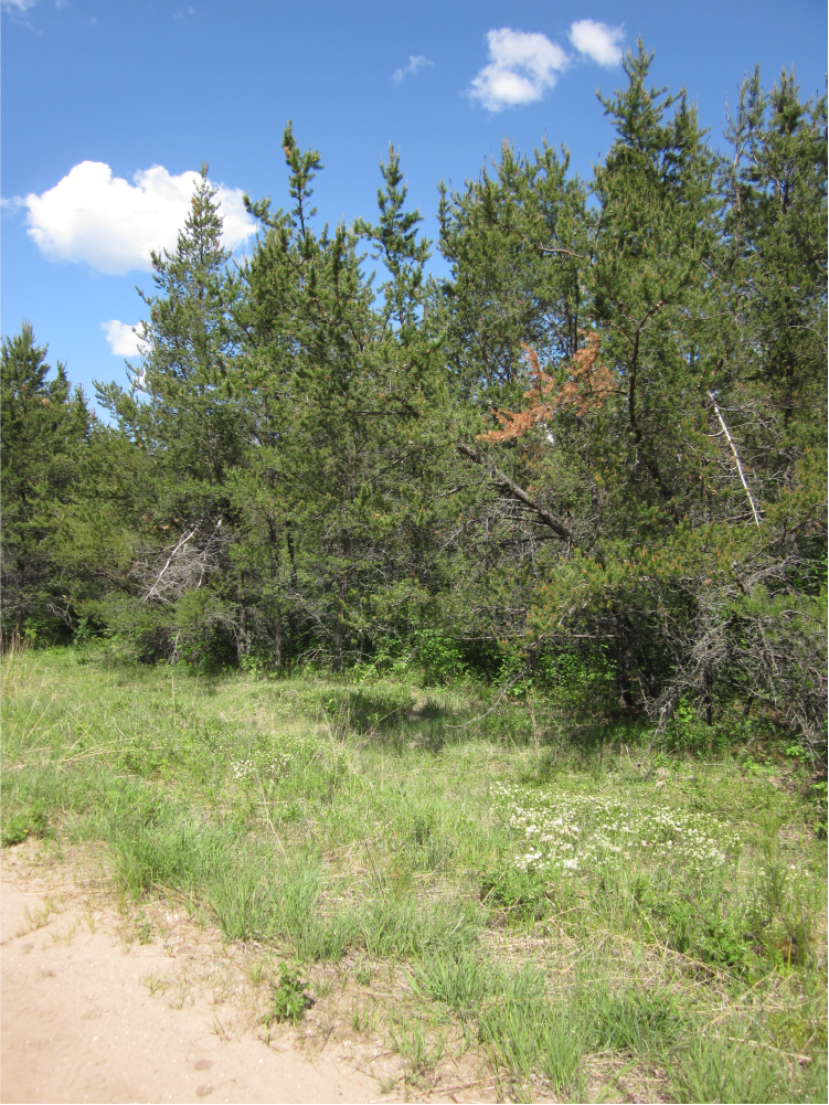 Typical E. martialis habitat: P. banksiana, narrow clearing, abundant C. herbaceus. Henault, critical habitat